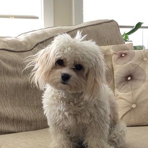 Meet your Posher, Lynh